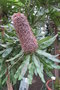 vignette Banksia serrata