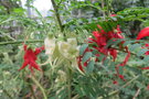 vignette Clianthus puniceus et Clianthus puniceus 'Alba'