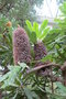 vignette Banksia serrata