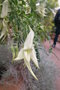 vignette Clianthus puniceus 'Albus'