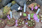 vignette Collection de Pinguicula