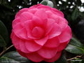 vignette ' WATER LILY ' camellia hybride williamsii
