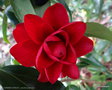 vignette ' CHERRIES JUBILEE ' camellia japonica