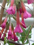 vignette Cantua buxifolia