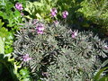 vignette Erysimum linifolium