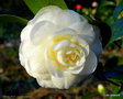 vignette ' LEMON DROP ' camellia japonica