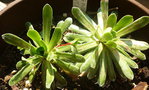 vignette Saxifrage paniculata 1 4 2013 Ndc
