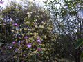 vignette Rhododendron Dauricum lake Bakal en compagnie du Rhododendron Lutescens au 05 04 13