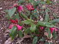 vignette Rhododendron Glischroides au 05 04 13