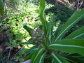 vignette Euphorbia mellifera