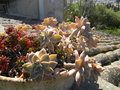 vignette Graptopetalum paraguayense