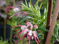 vignette Grevillea john Evans au 02 04 13