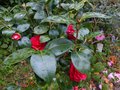vignette Camellia japonica Margherita Coleoni au 05 04 13