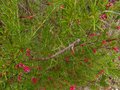 vignette Grevillea juniperina au 05 04 13