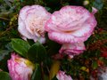 vignette Camellia japonica Margareth davies picottee au 02 04 13