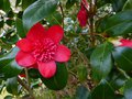 vignette Camellia japonica Bob's tinsie toujours la au 02 04 13