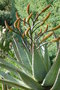 vignette Aloe marlothii