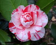 vignette ' CLOTILDE ' camellia japonica