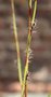 vignette Carex plantaginea