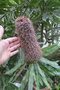 vignette Banksia serrata