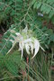 vignette Clianthus puniceus 'Albus'