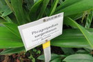 vignette Phagmipedium sargentianum