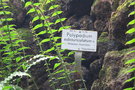 vignette Polypodium subauriculatum = Goniophlebium subauriculatum