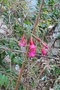 vignette Cantua buxifolia