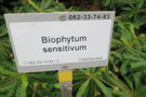 vignette Biophytum sensitivum