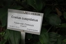 vignette Costus cuspidatus