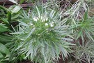 vignette Echium aculeatum