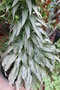 vignette Echium simplex