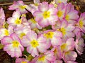 vignette Primevère commune (Primula vulgaris)