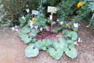 vignette Cyclamen persicum