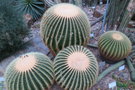 vignette Echinocactus grusonii