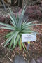 vignette Dyckia brevifolia