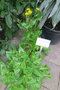 vignette Crepis canariensis