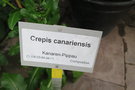 vignette Crepis canariensis