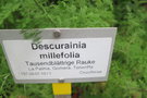 vignette Descurainia millefolia