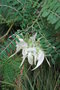 vignette Clianthus puniceus 'Albus'