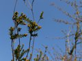 vignette Melaleuca ericifolia en boutons au 02 04 13