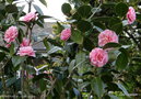 vignette ' CONFETTI BLUSH ' camellia japonica