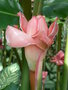 vignette Etlingera elatior rose