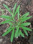 vignette Phyllanthus conjugatus ssp. ducosensis
