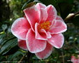 vignette ' YOURS TRULY ' camellia japonica ,  mutation de ' Lady Vansittart '