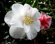vignette ' LADY VANSITTART ' camellia japonica