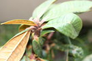 vignette Rhododendron arboreum 'white'