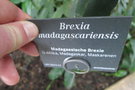 vignette Brexia madagascariensis