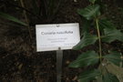 vignette Coriaria ruscifolia