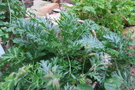 vignette Pelargonium laxum